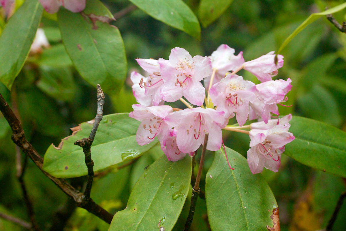 rhododendron-macrophyllum