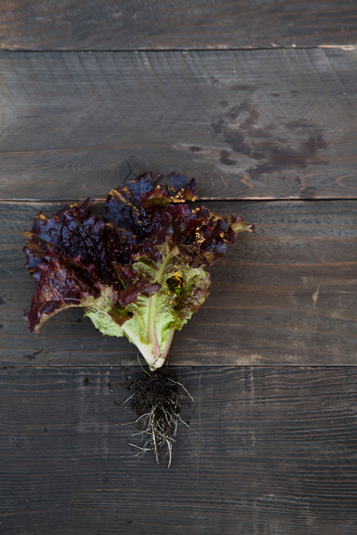 Your freshest Caesar