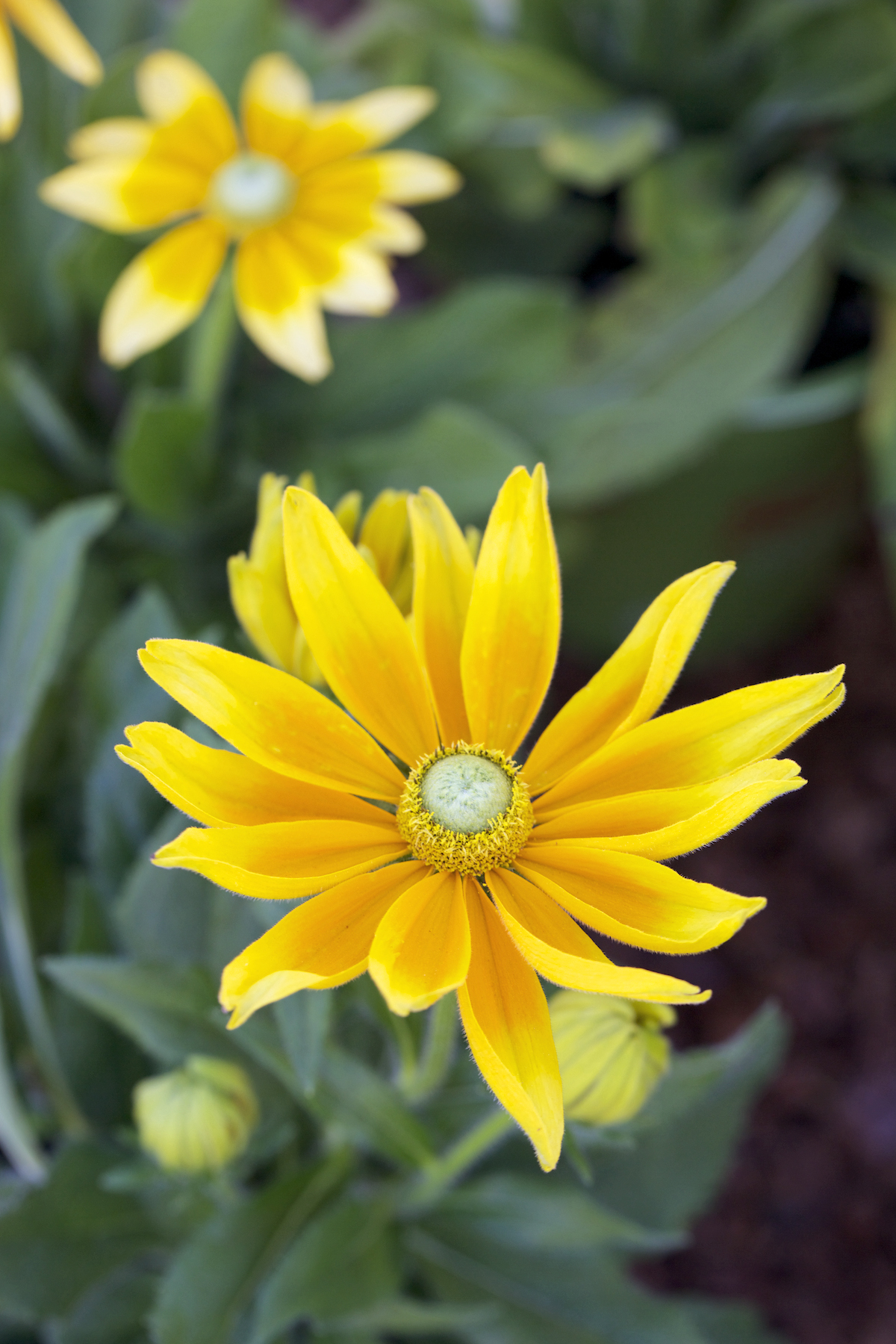 rudbeckia-prairie-sun