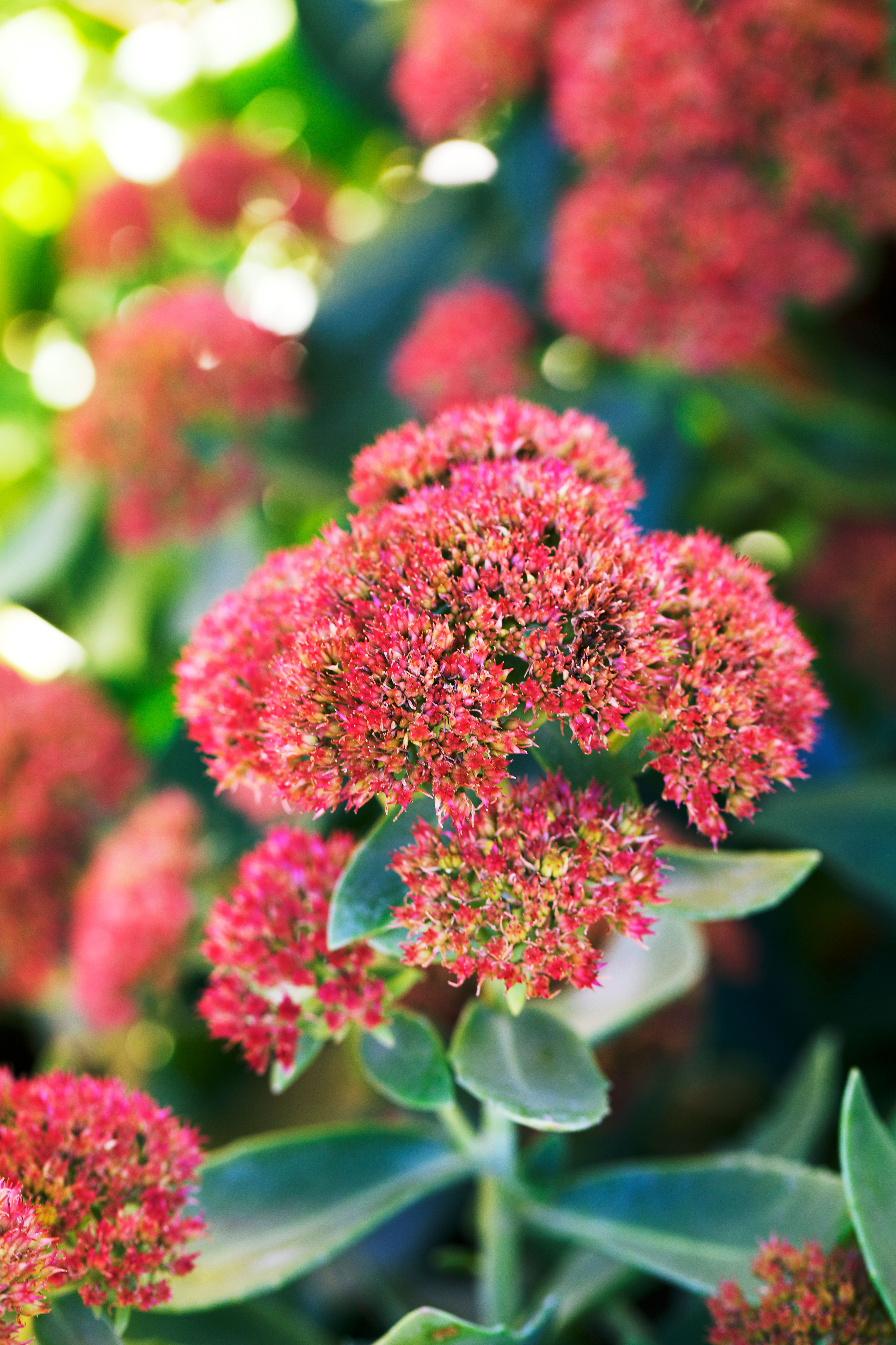 sedum-autumn-fire