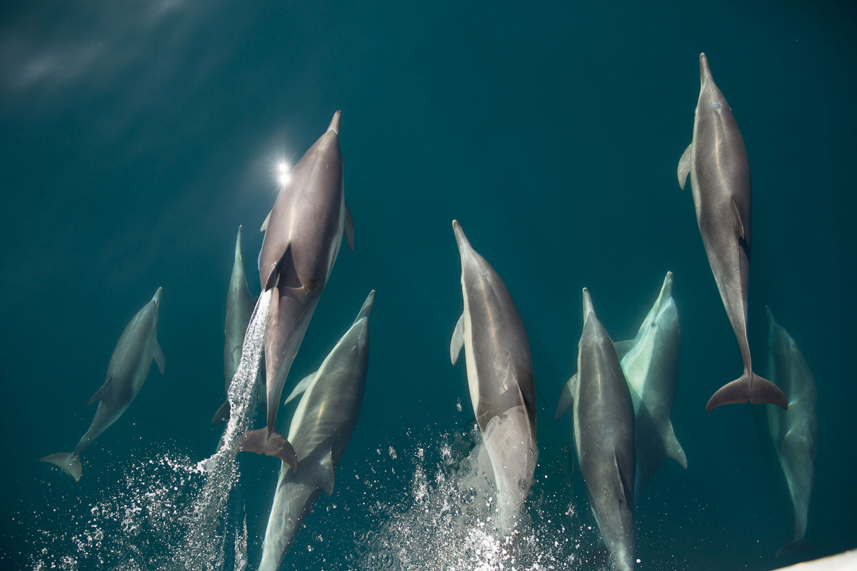 more-wildlife-to-discover