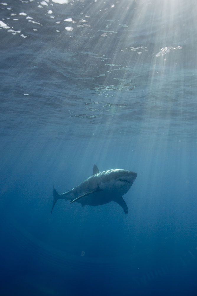 Drone Captures Hundreds of Sharks Swimming Beneath Unsuspecting Children