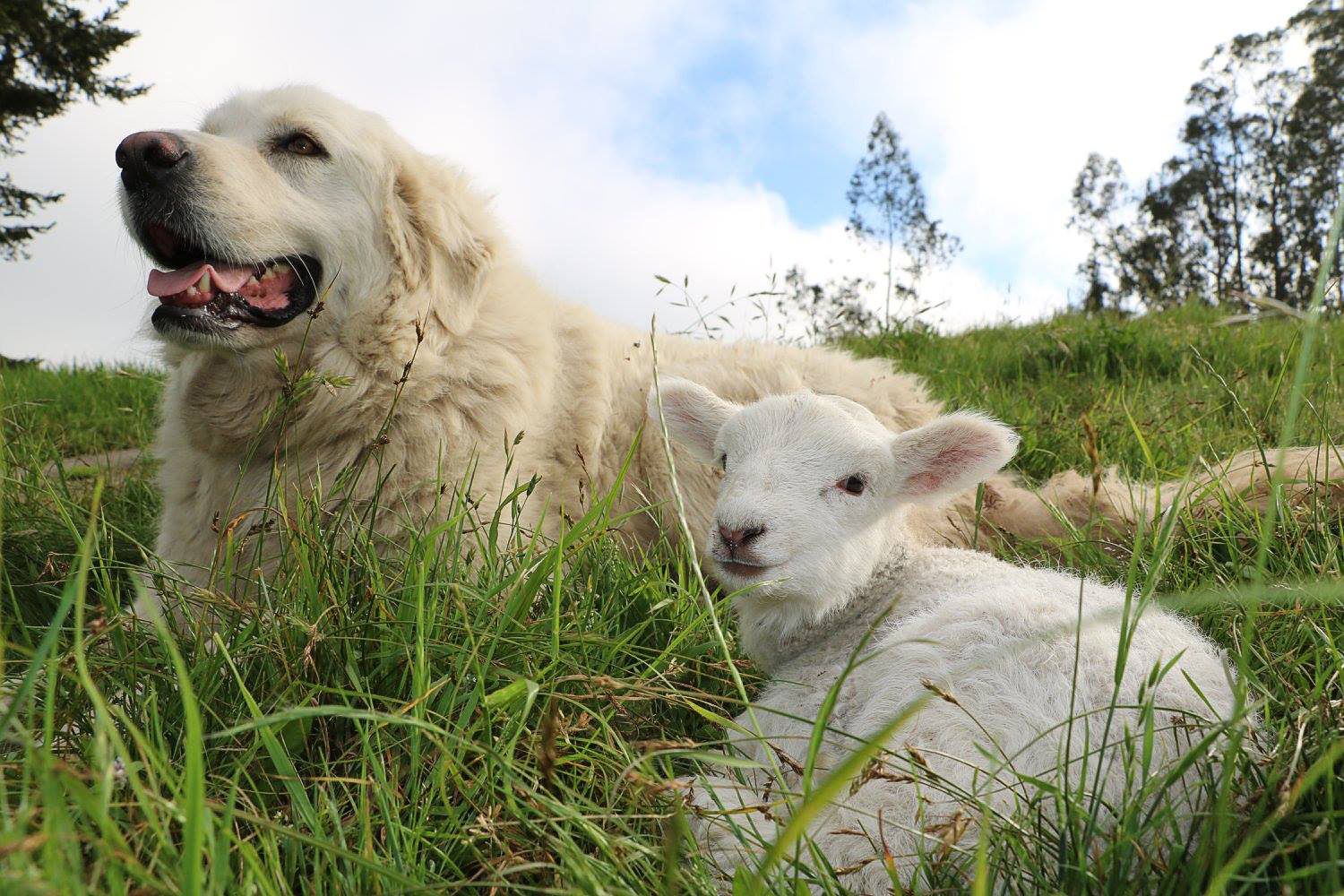sonoma-county-farm-trails