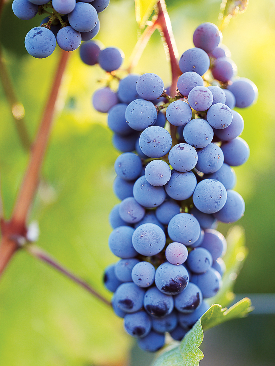 cabernet-sauvignon-grapes