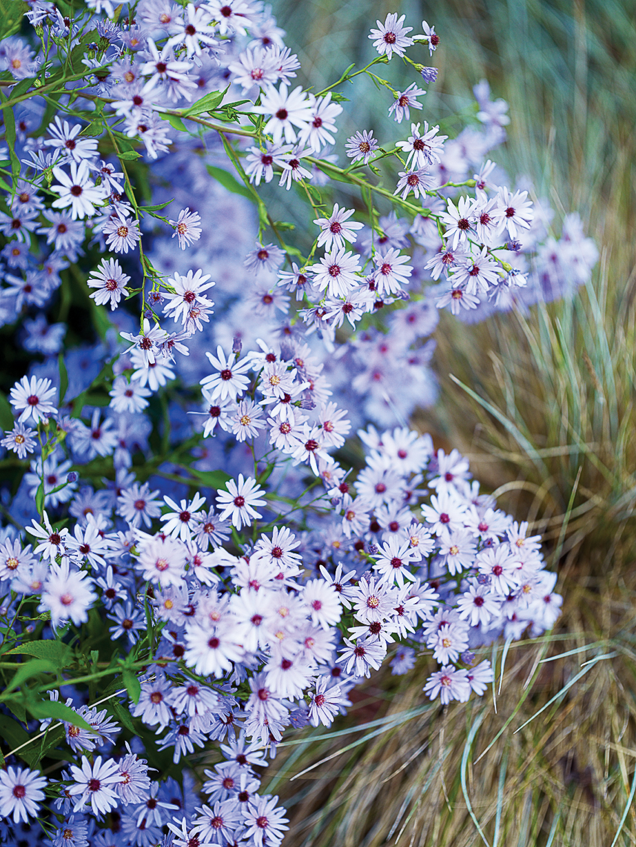 Top Plants for Summer Color Sunset Magazine