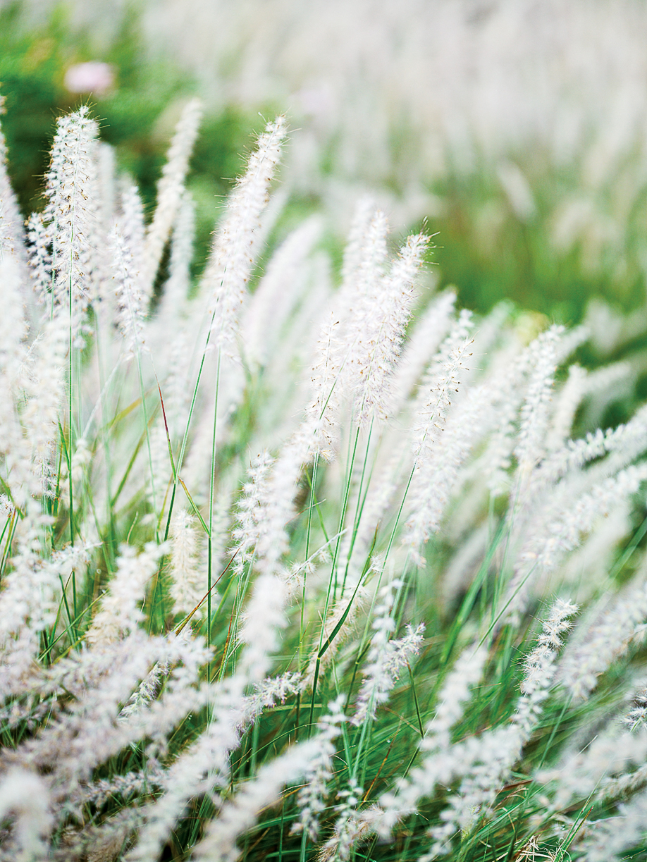 pennisetum-orientale