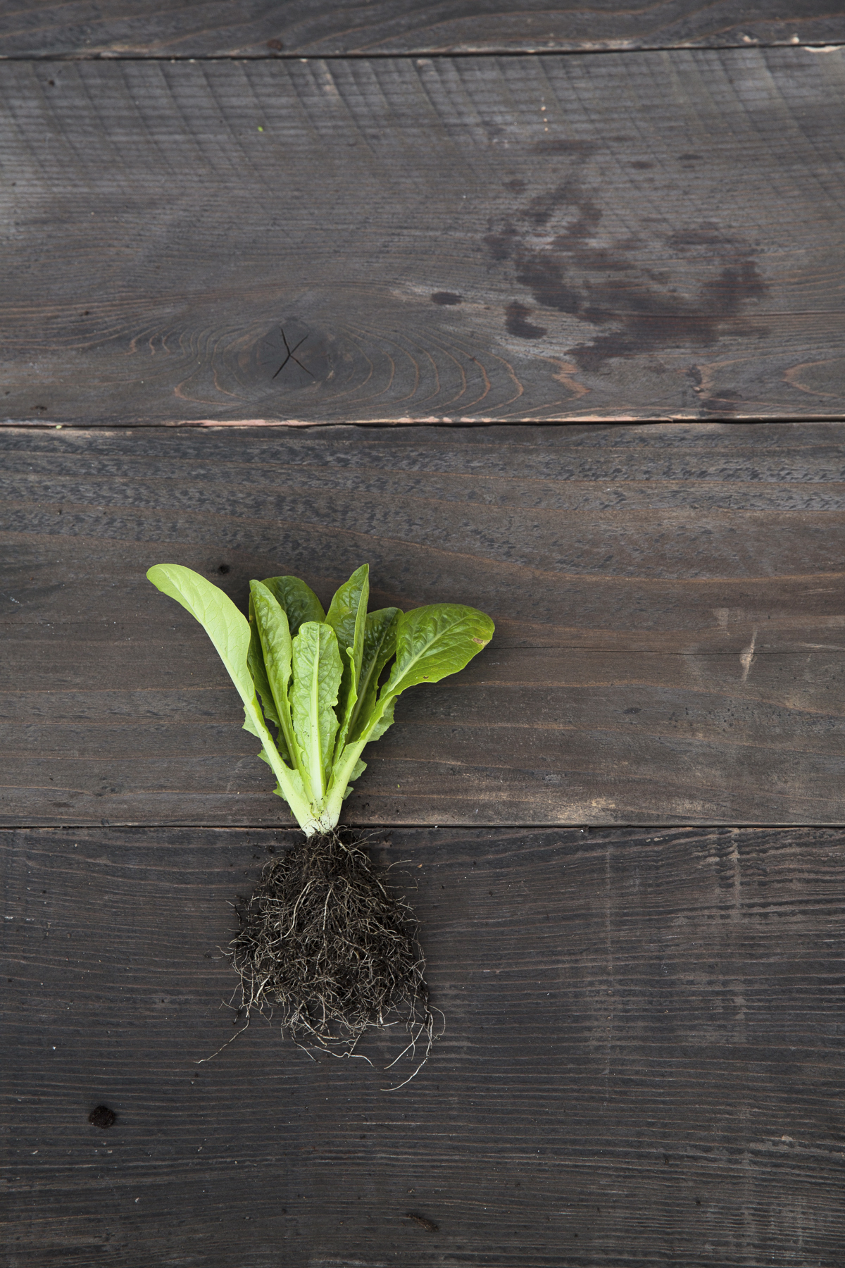 sweetie-baby-romaine