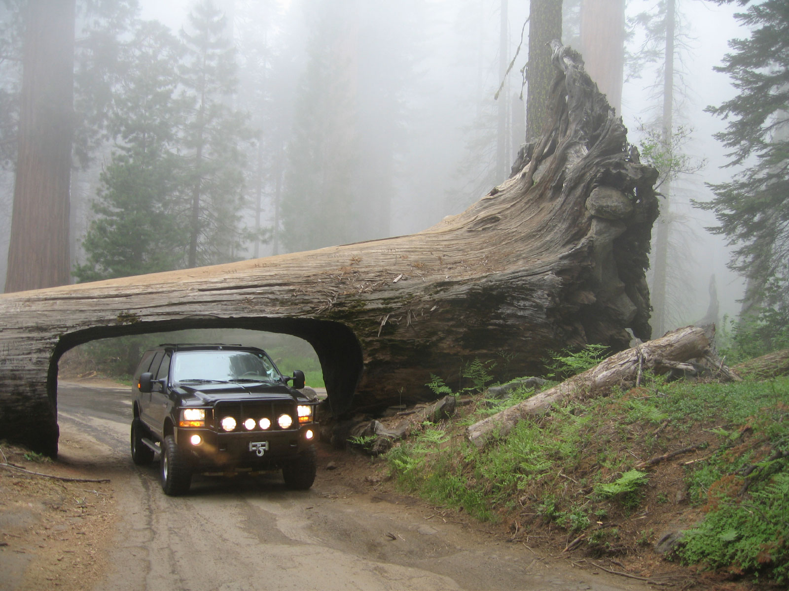sequoia-the-tunnel-log