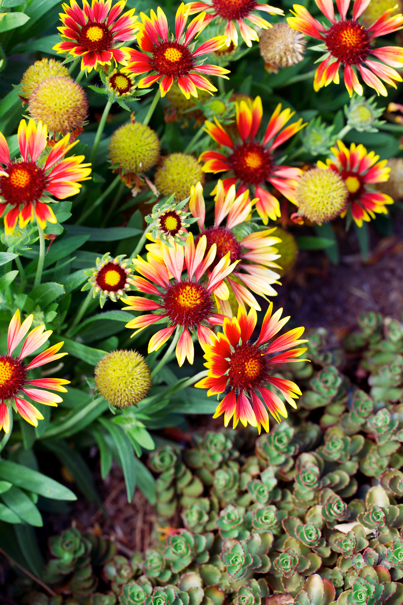blanket-flower