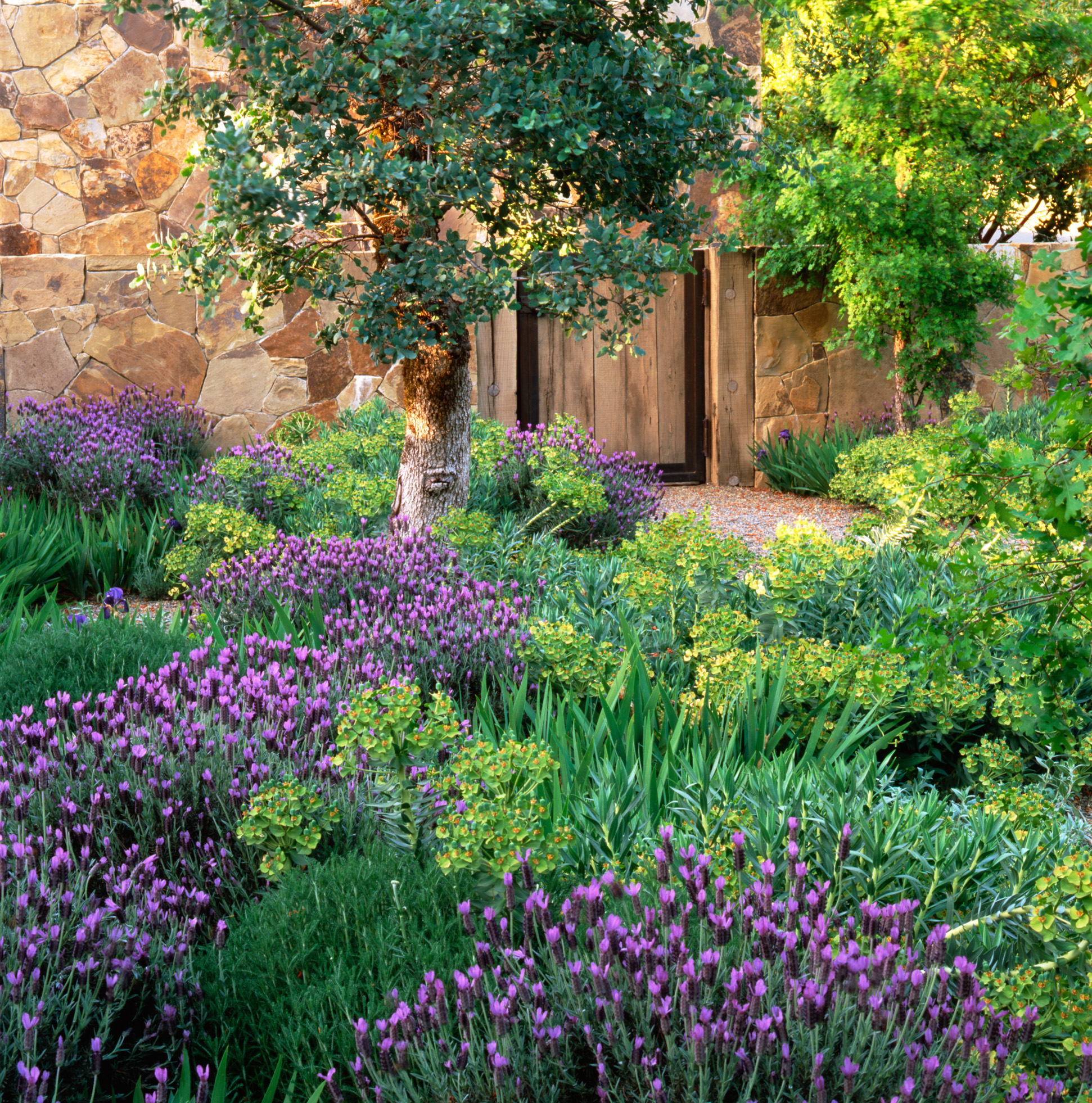 4 Types of Lavender Plants 