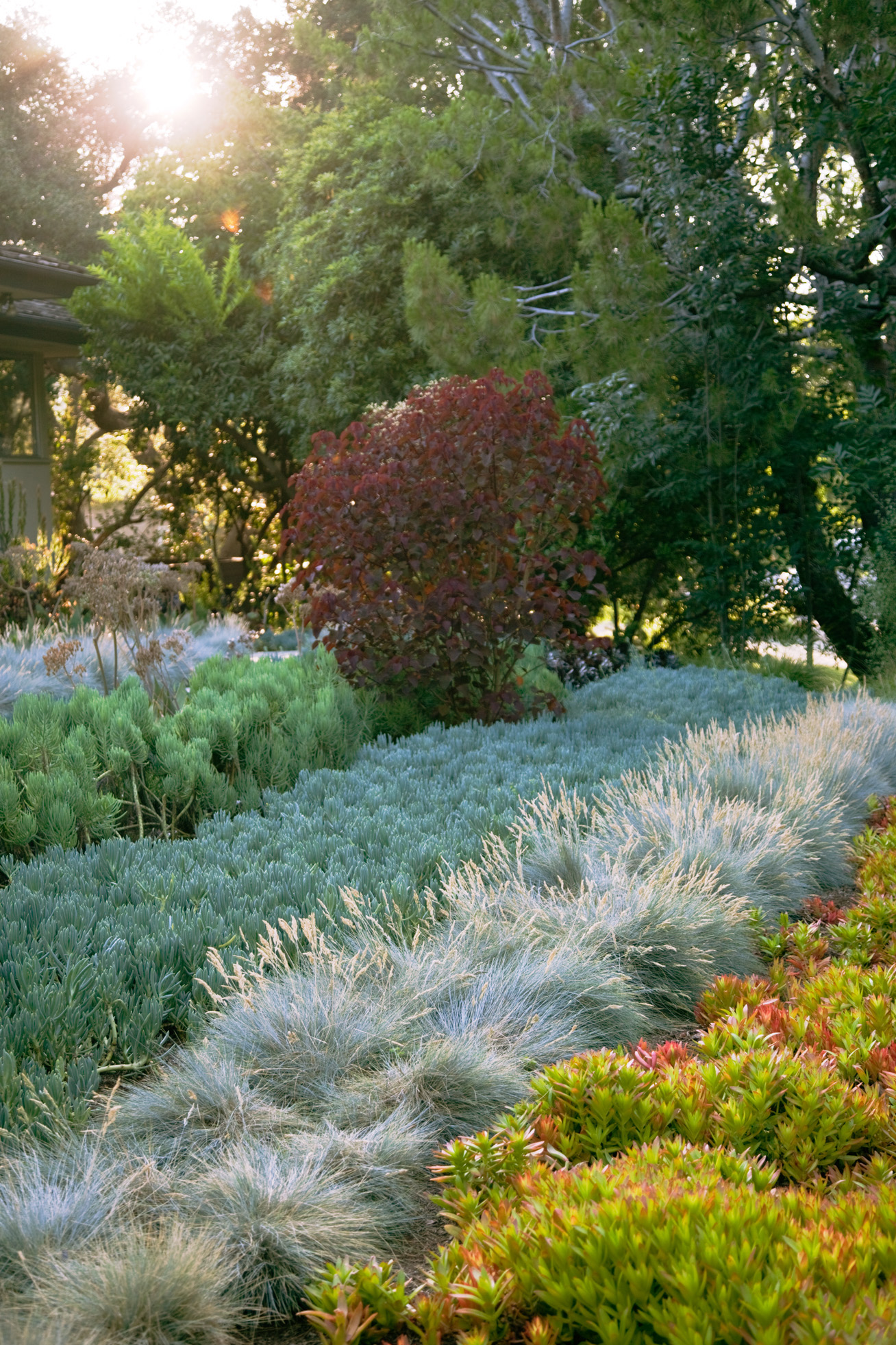 idea-to-steal-grow-in-rows