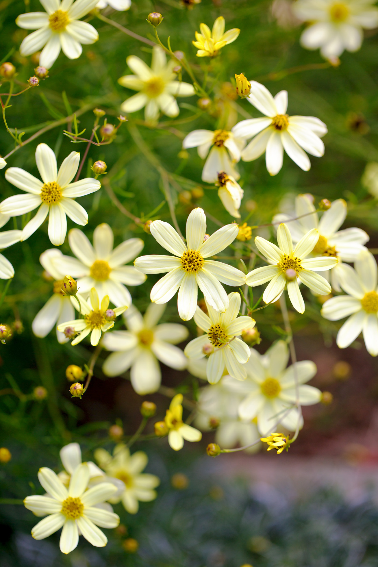 idea-to-steal-pick-nonstop-bloomers