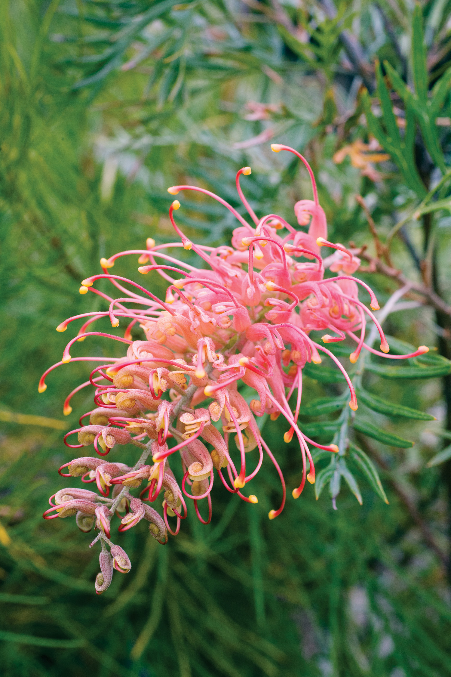 These plants grow effortlessly in low-water conditions and ...