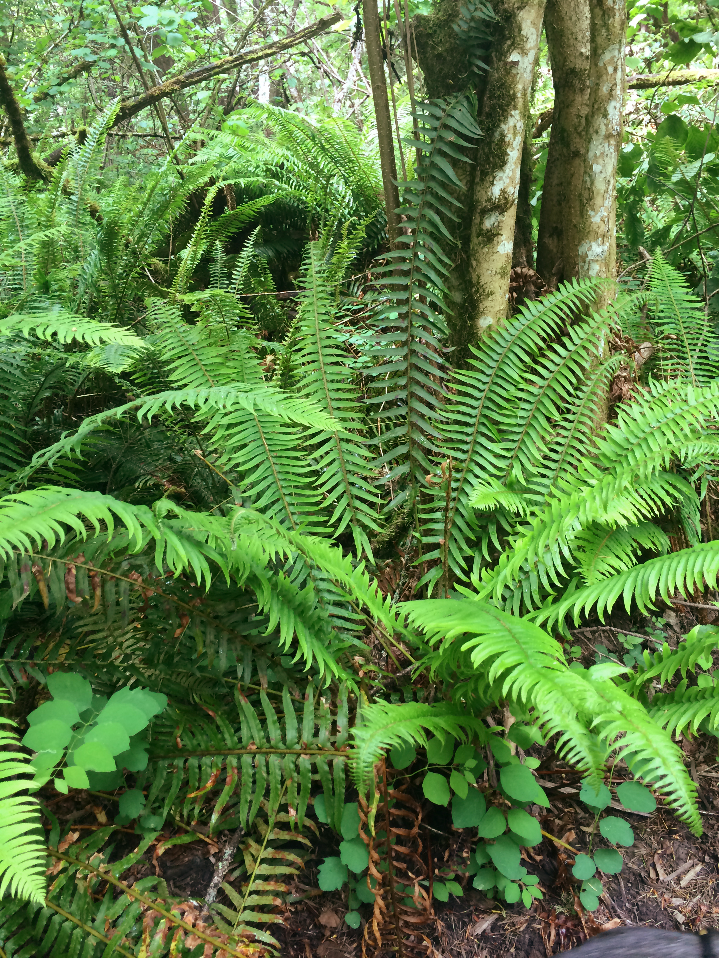 Long thought of as the most challenging gardening condition, dry shade