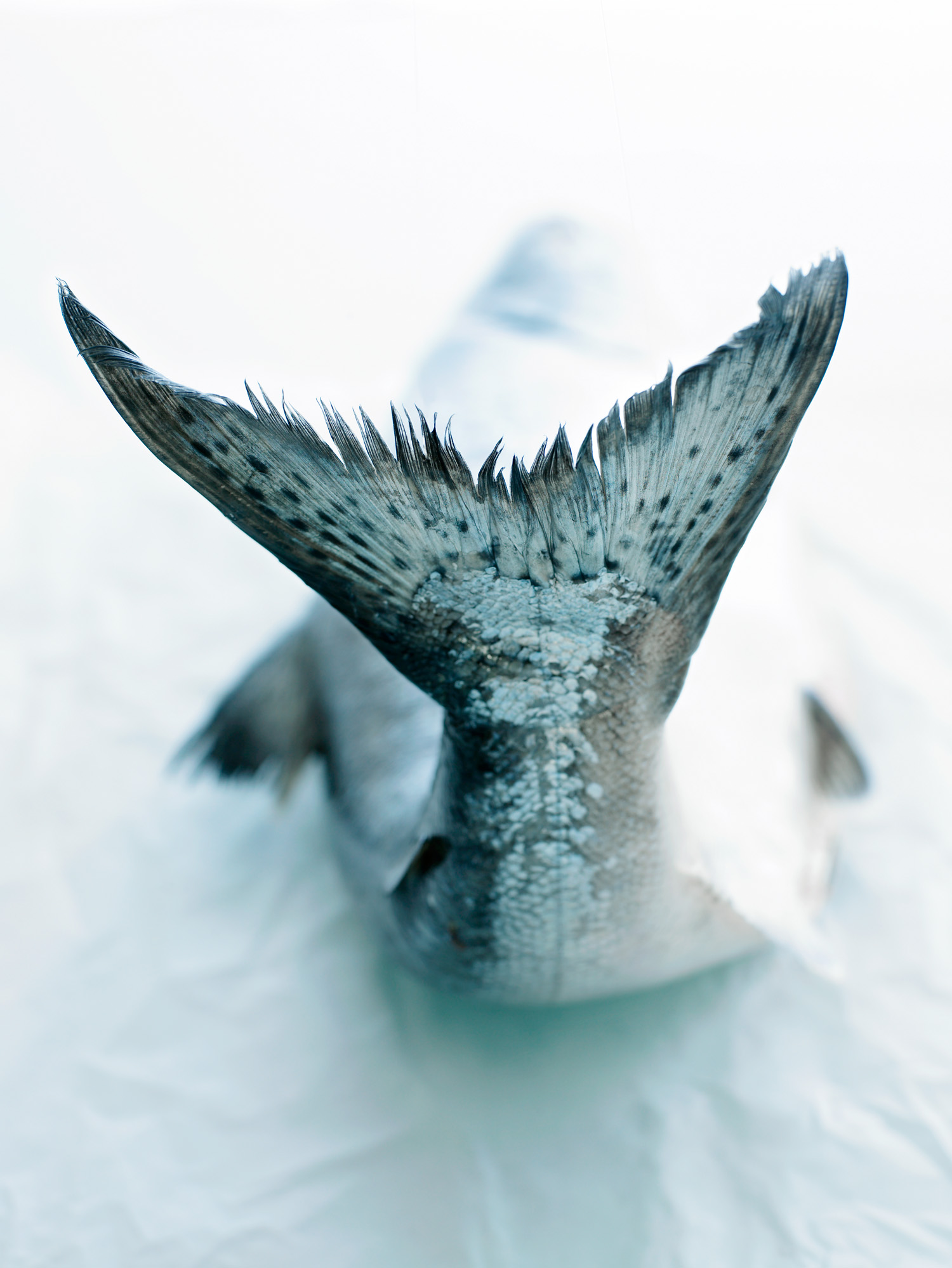 7-tips-to-sustain-our-salmon-supply