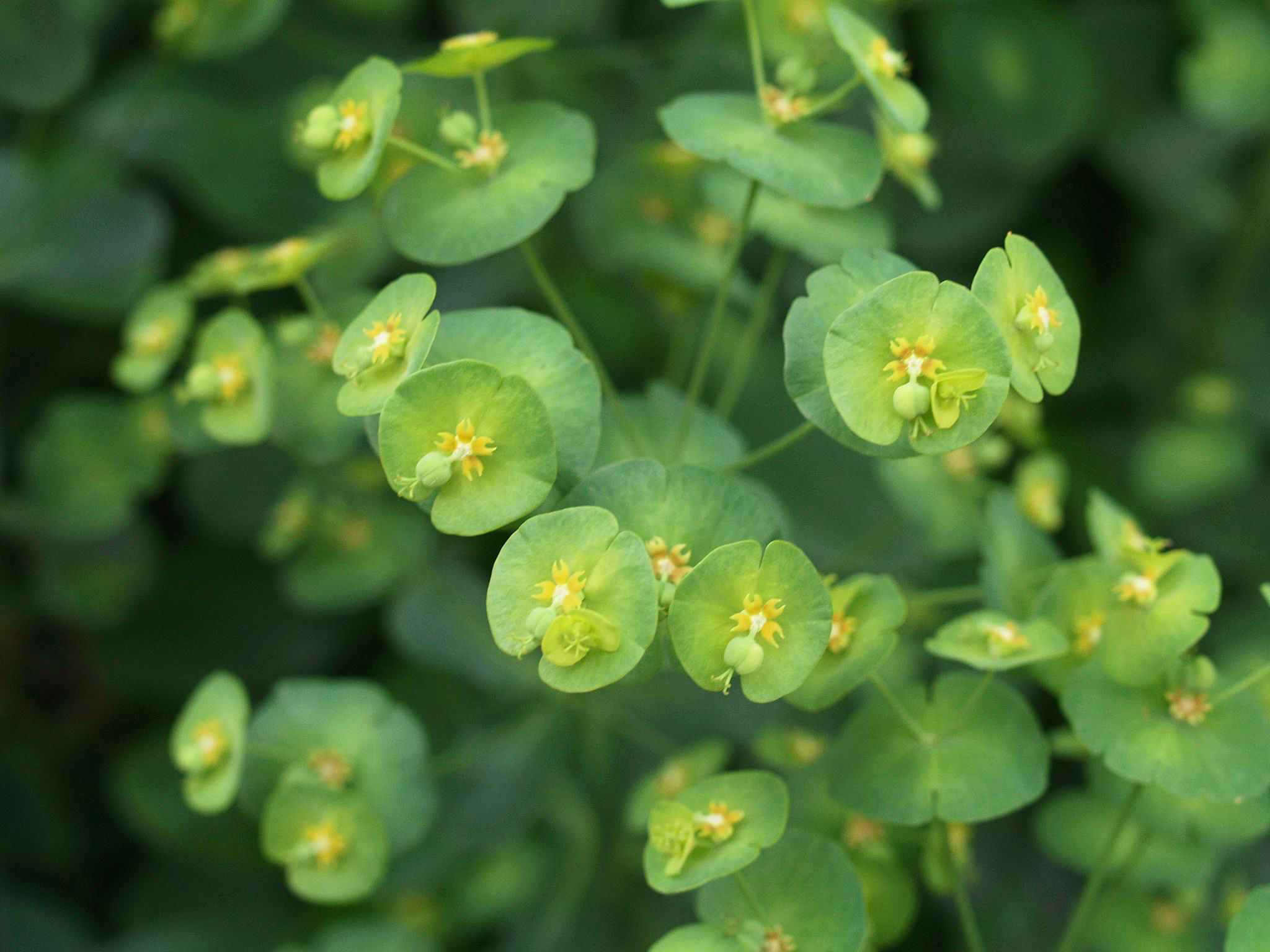 wood-spurge-euphorbia-amygdaloides-robbiae