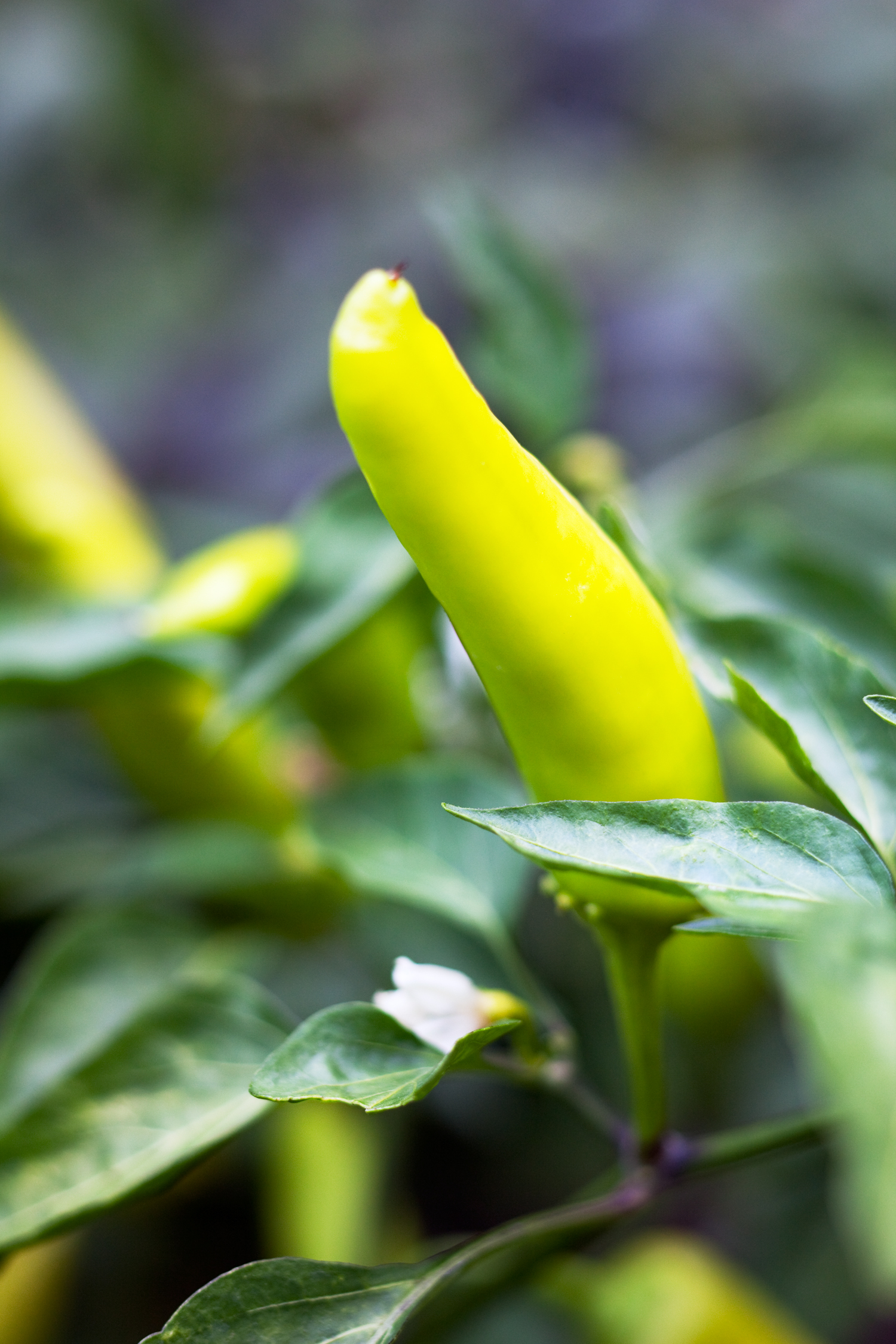 edible-border-plants-peppers