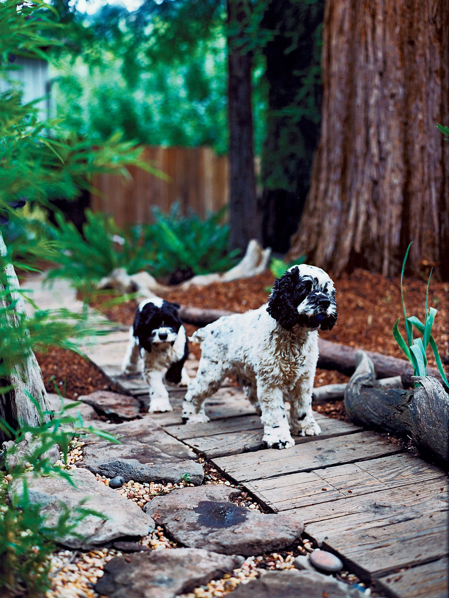 How to Landscape a Dog-Friendly Garden