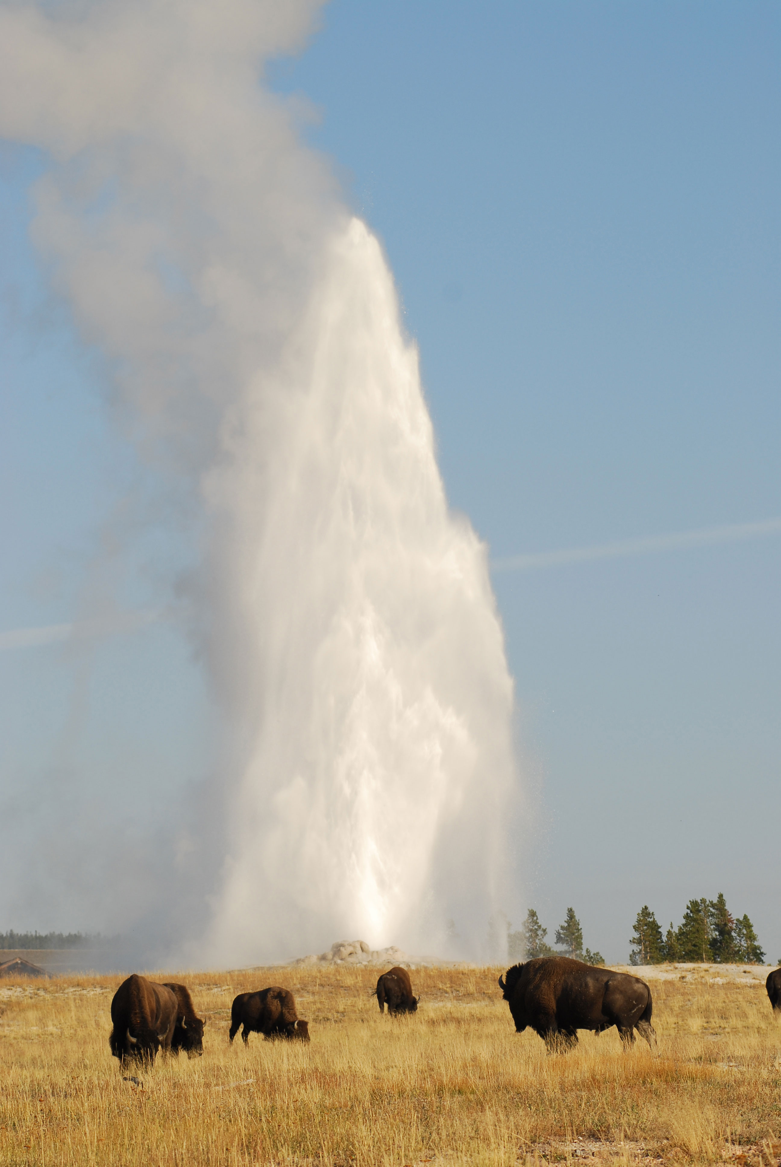 Your Best One Day in Yellowstone