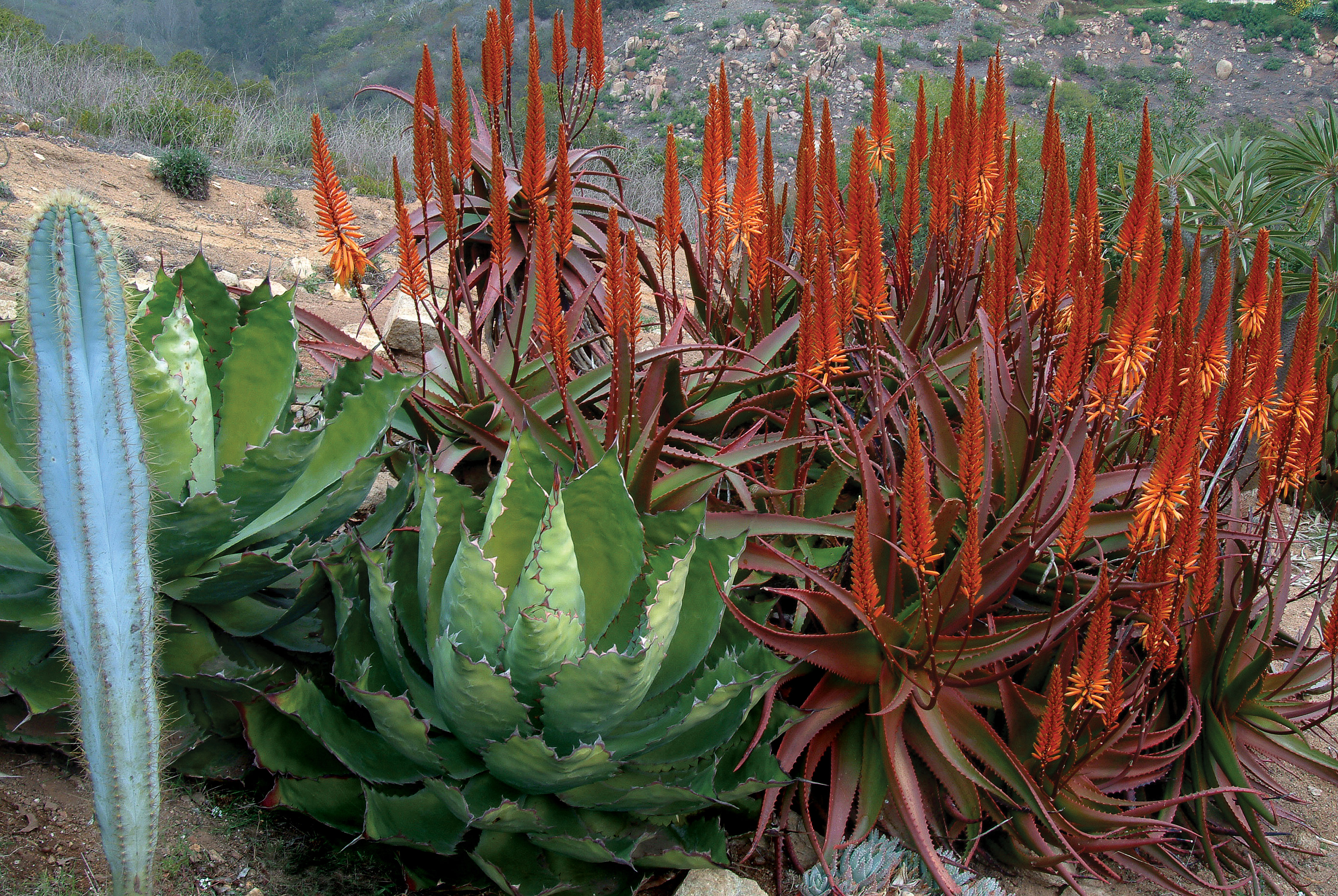 agaves-living-sculptures