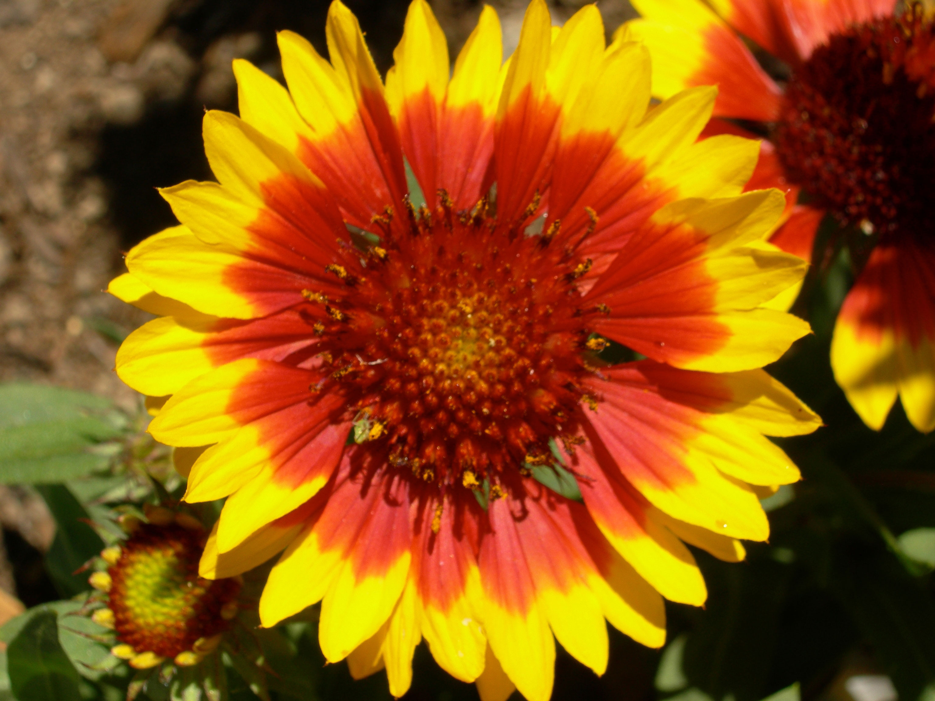 Flowers for Alcatraz