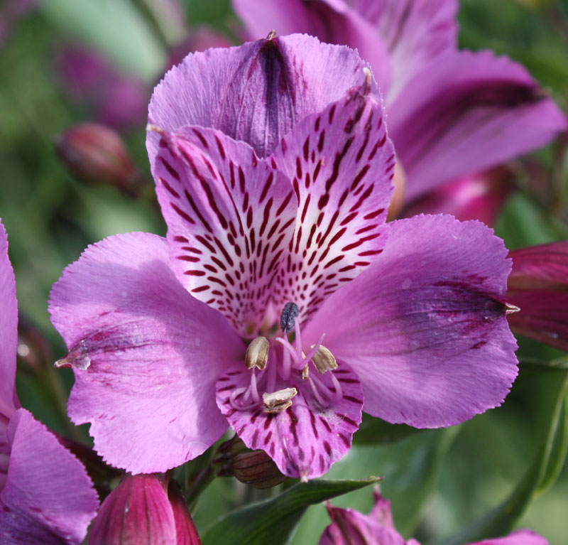 alstroemeria-azula