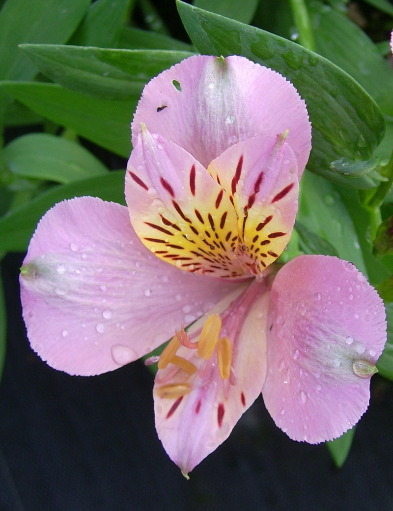 alstroemeria-dusty-rose