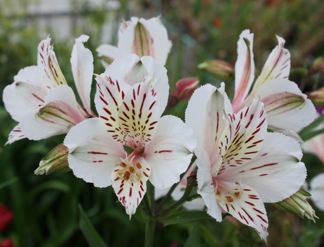 alstroemeria-casablanca