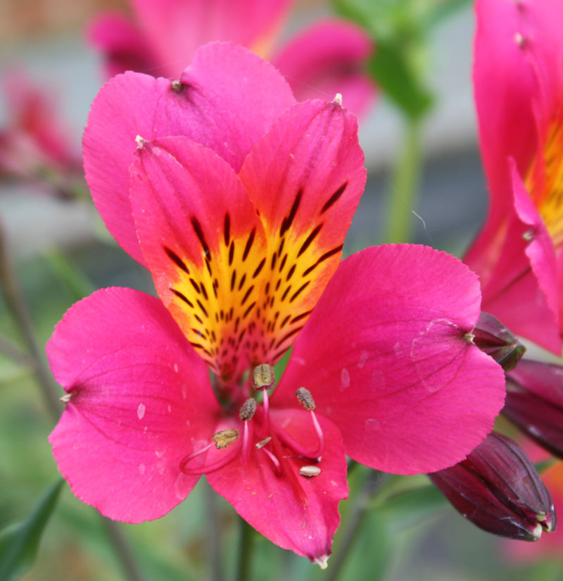 alstroemeria-margaret