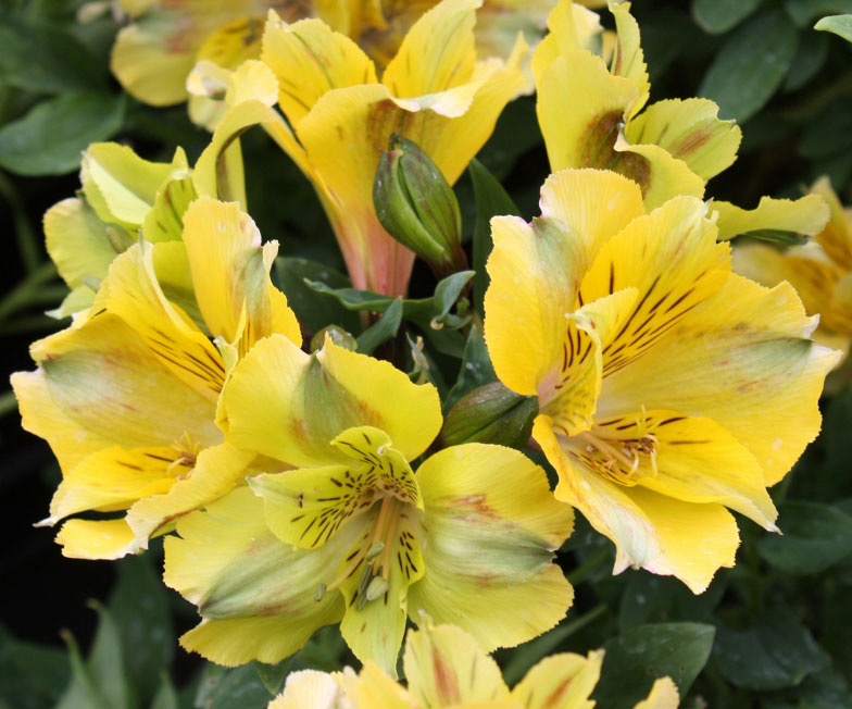 alstroemeria-princess-felicia