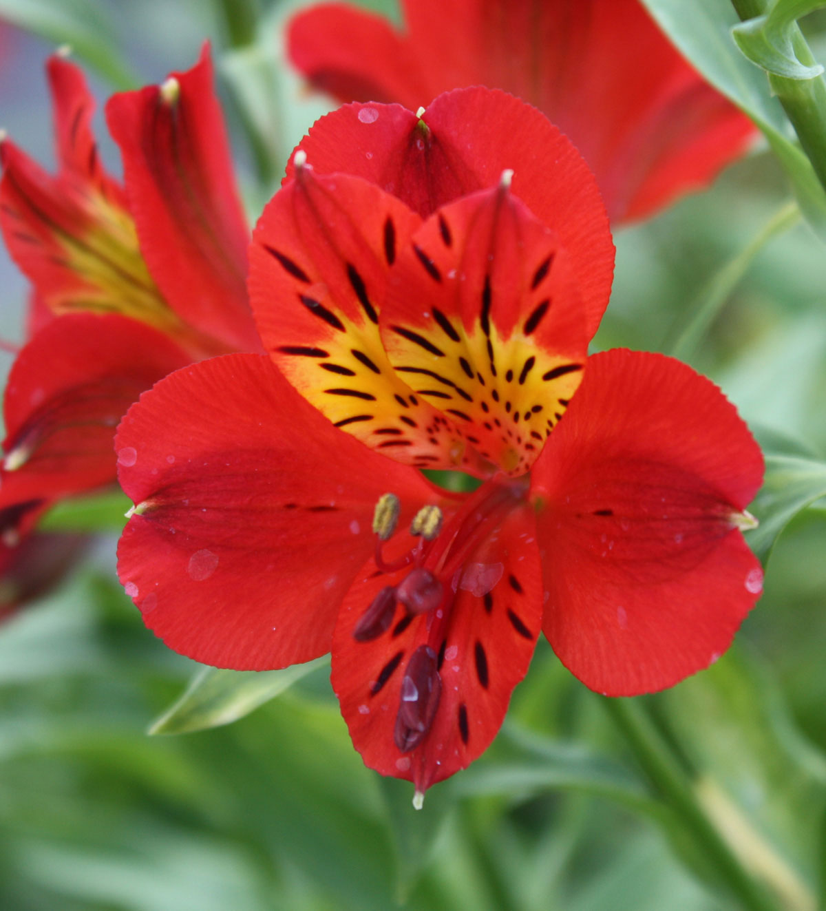 alstroemeria-red-sensation