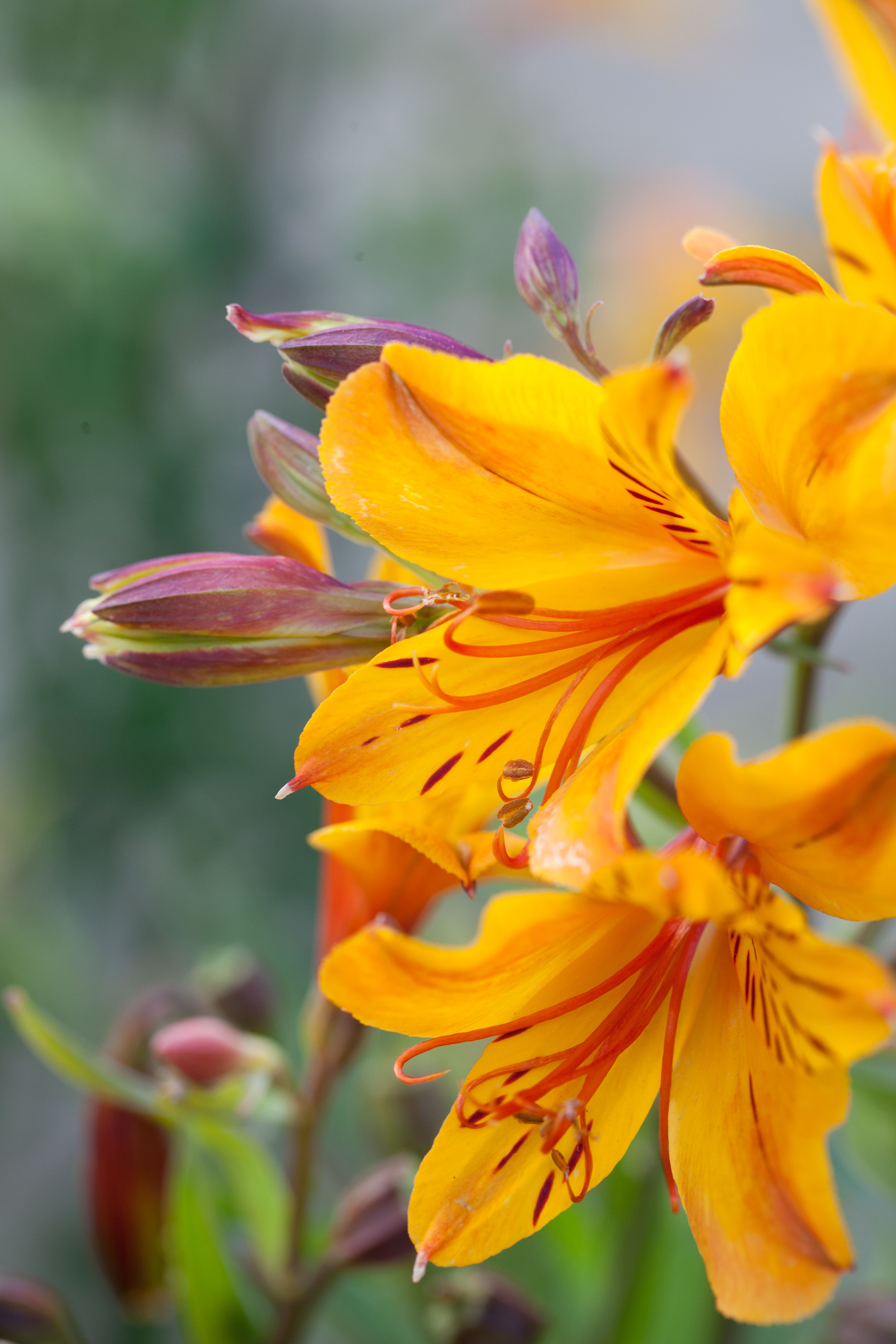alstroemeria-sussex-gold