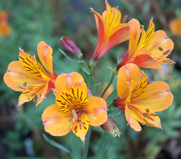 alstroemeria-third-harmonic