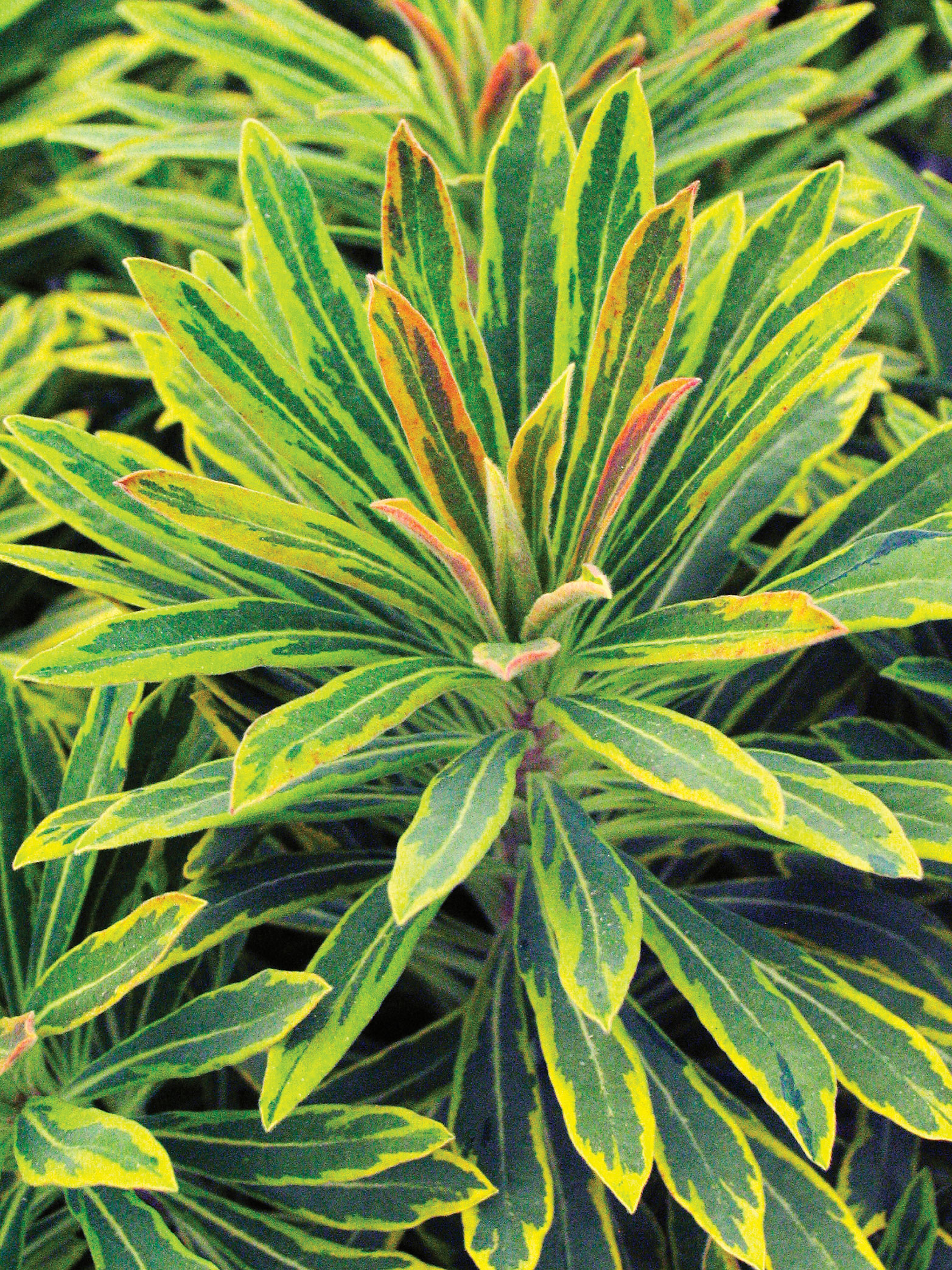 ascot-rainbow-euphorbia