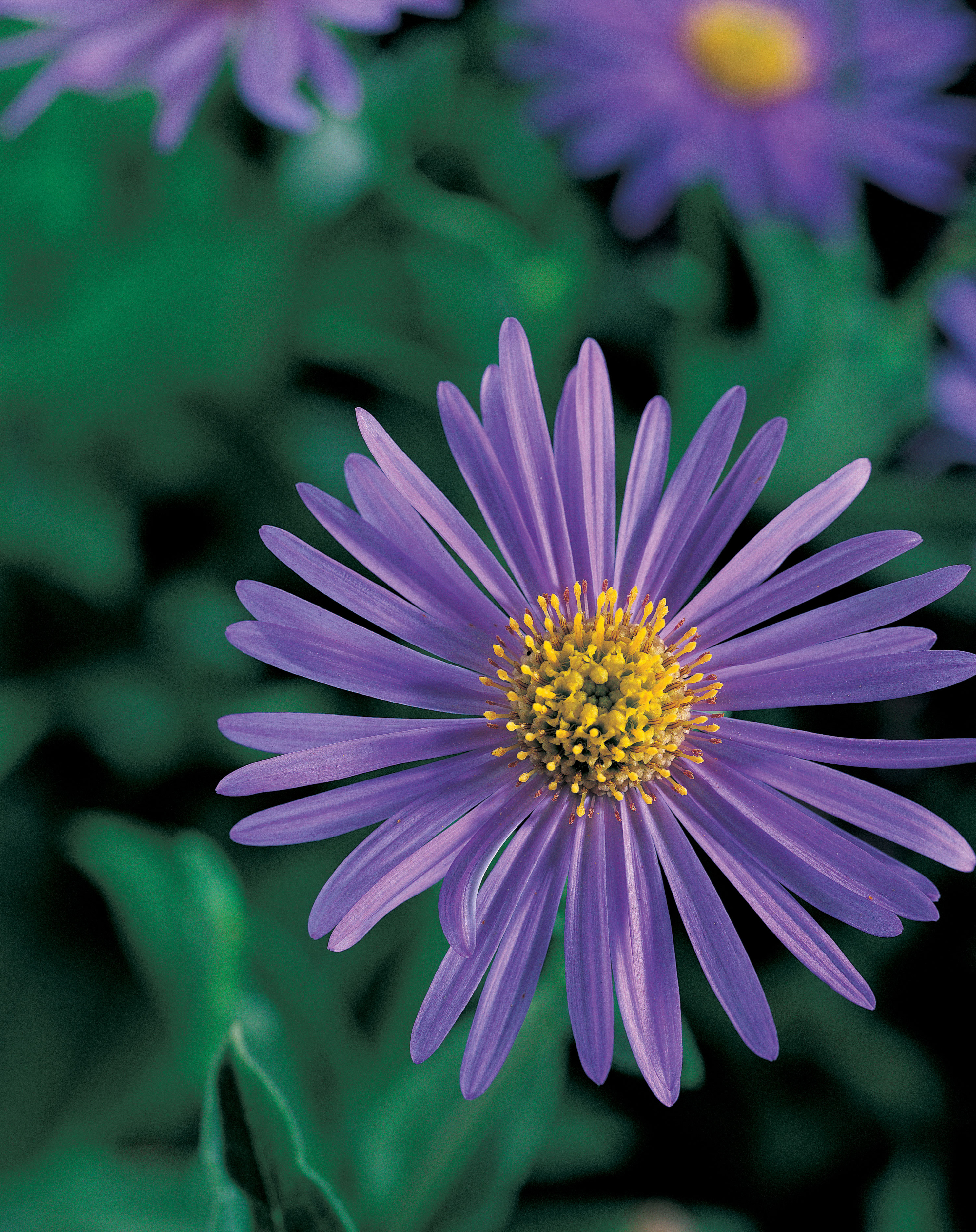 Your Guide to Asters