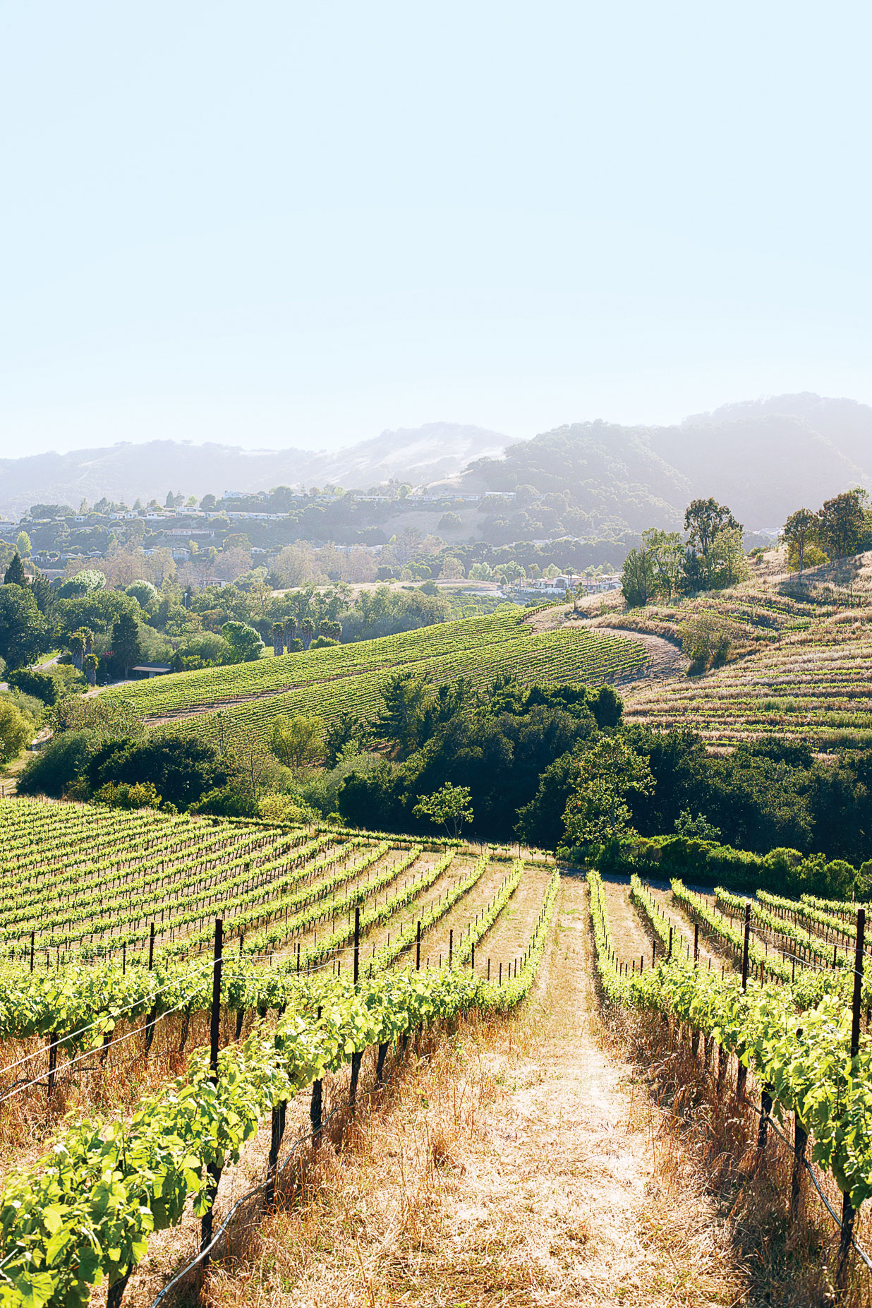 Avila Beach: Wine, Waves, and Restaurants