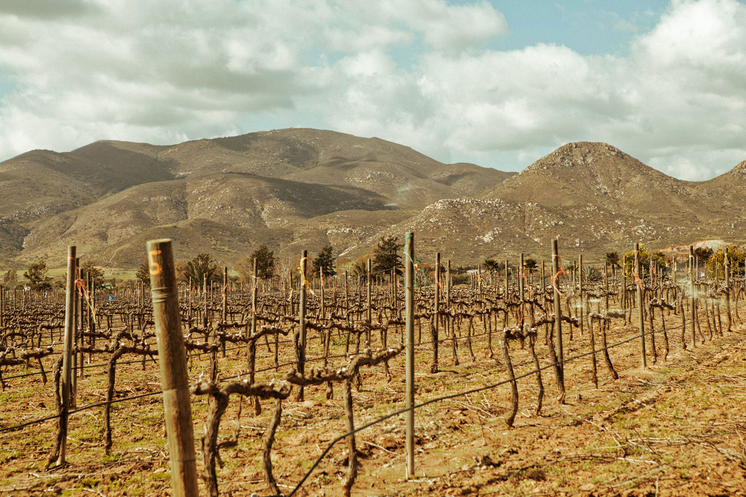 Explore Valle de Guadalupe Wine Country