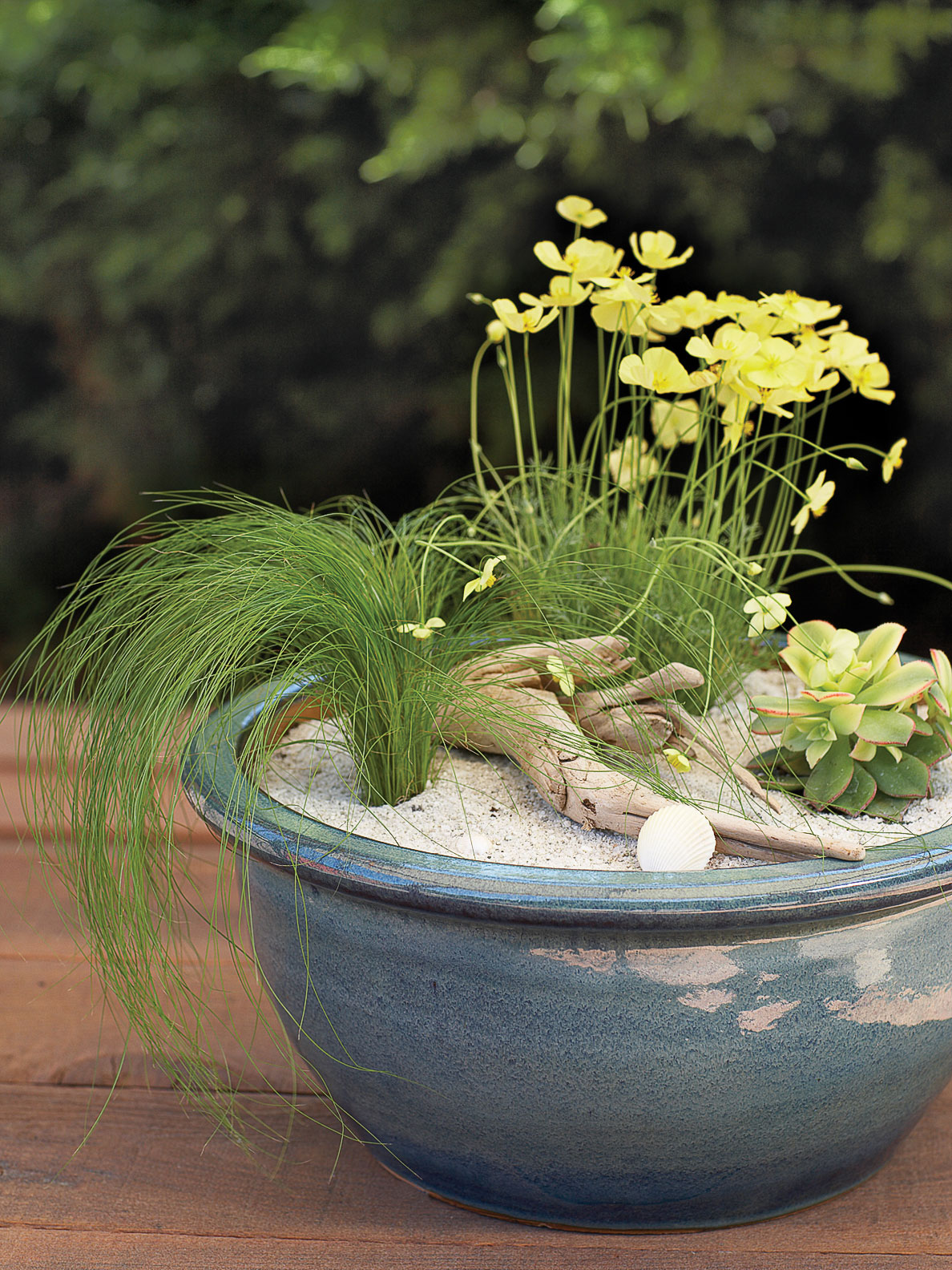 plant-a-beach-in-a-pot