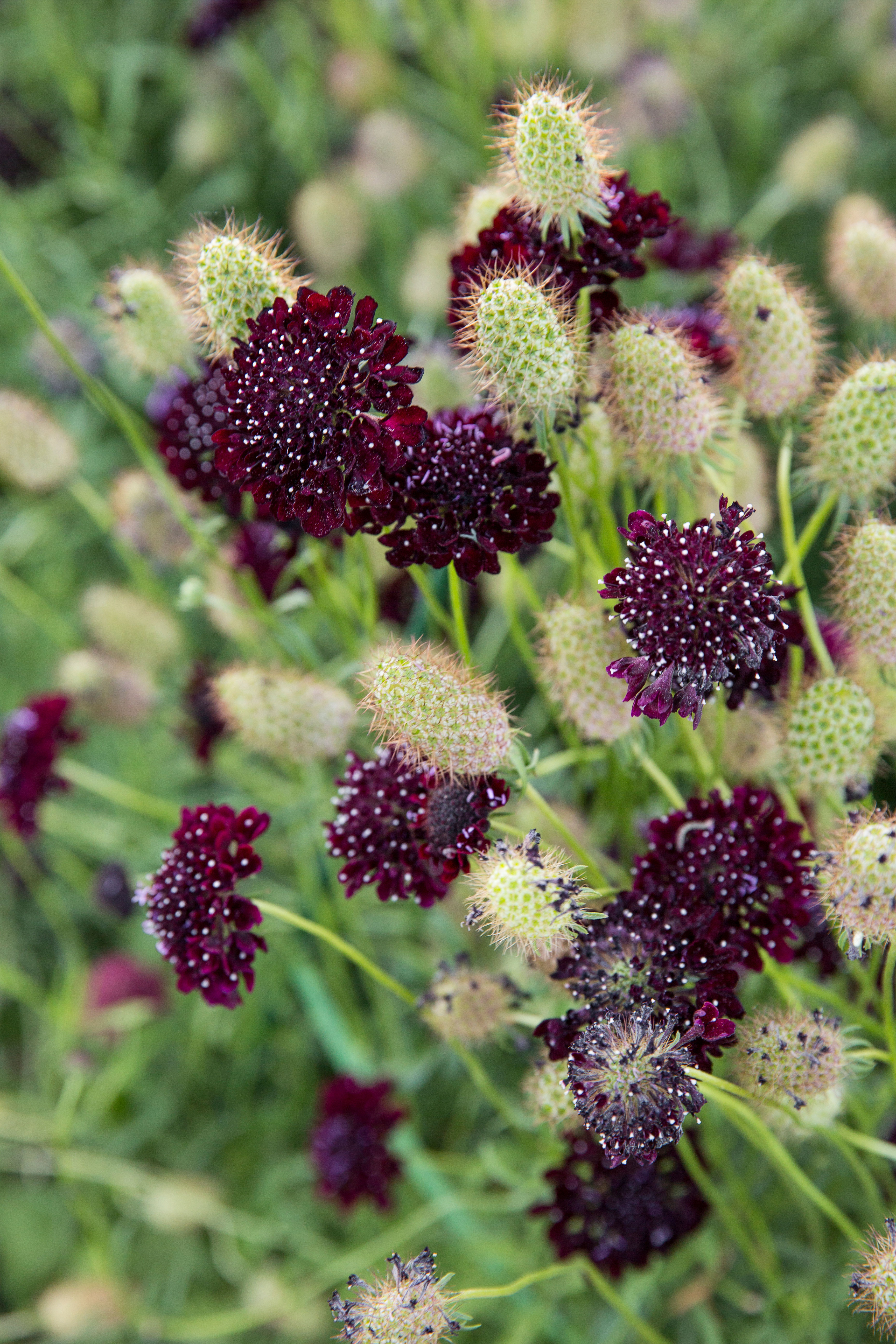 Your Essential Winter Gardening To-Do List