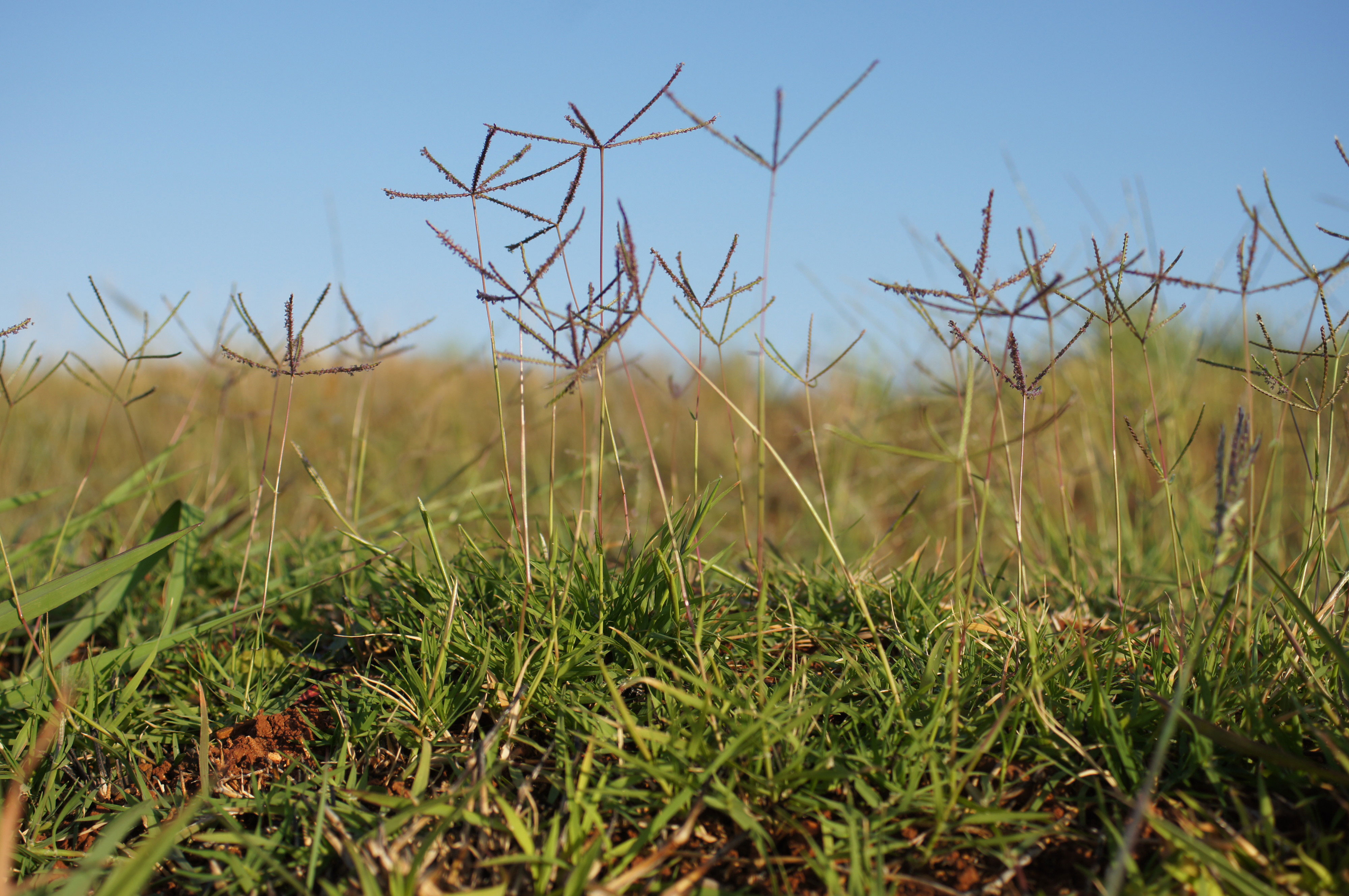 bermuda-grass-cynodon-dactylon