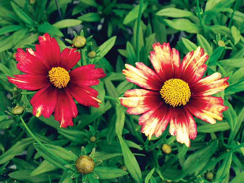 big-bang-redshift-coreopsis