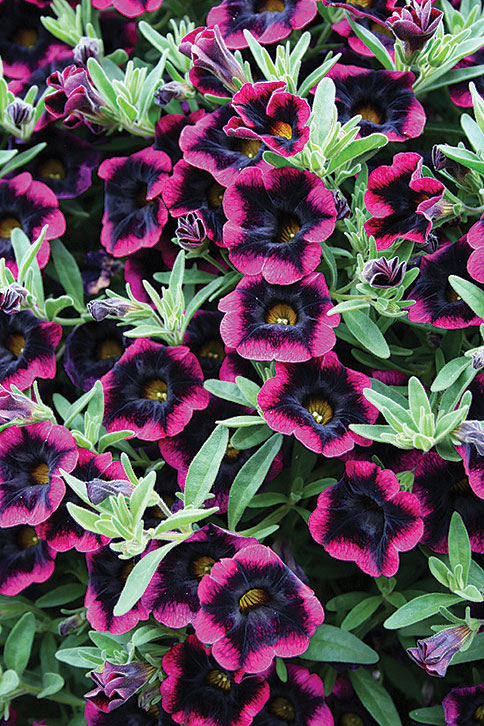 superbells-blackberry-punch-calibrachoa