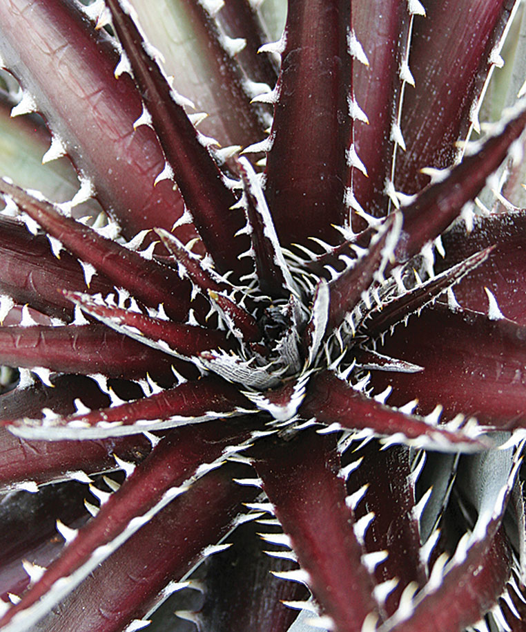 burgundy-ice-dyckia