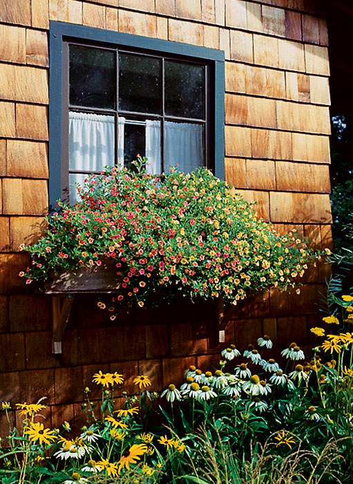 Calibrachoa, the Petunia Look-Alike