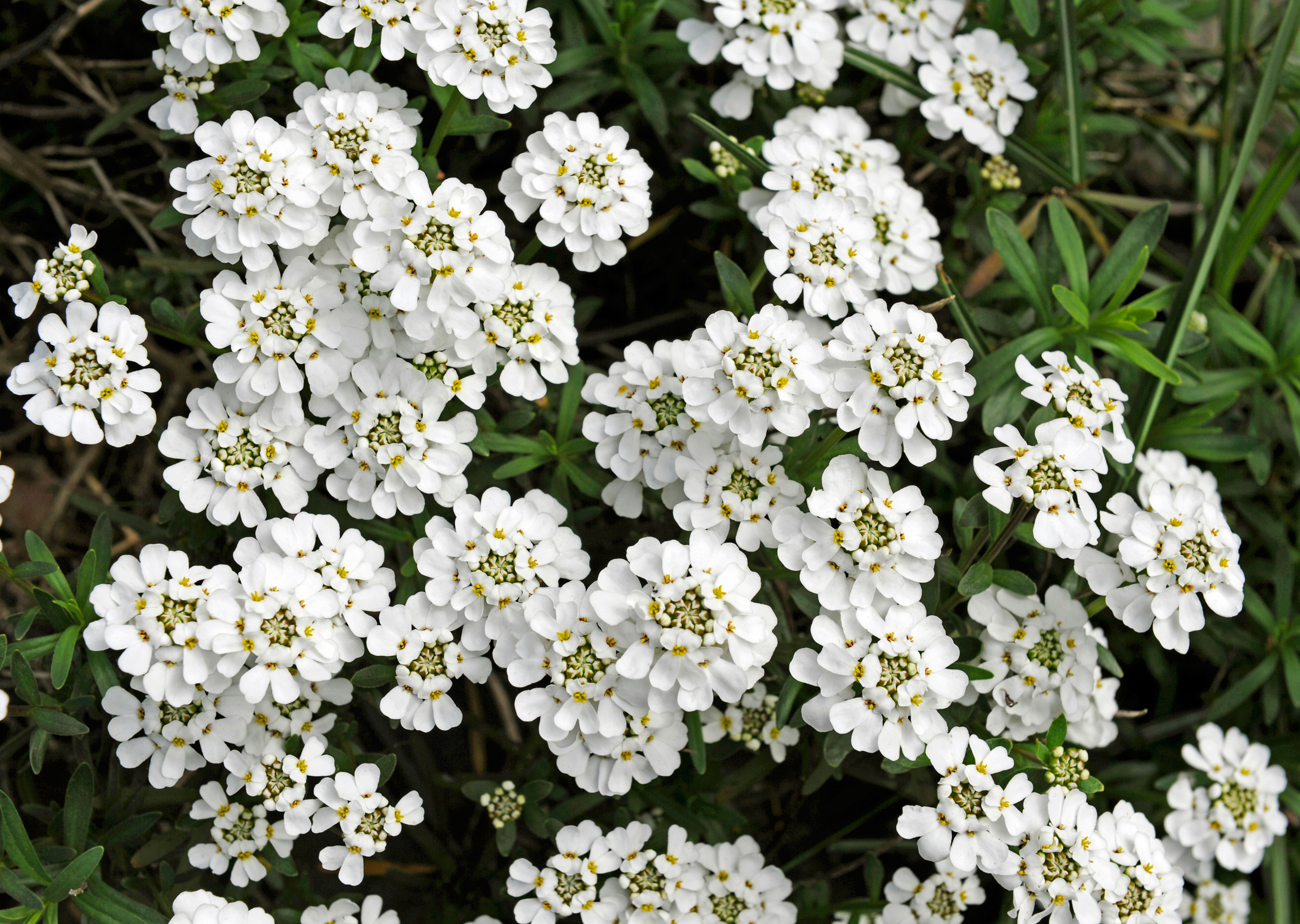 15 Flowers to Paint Your Garden White