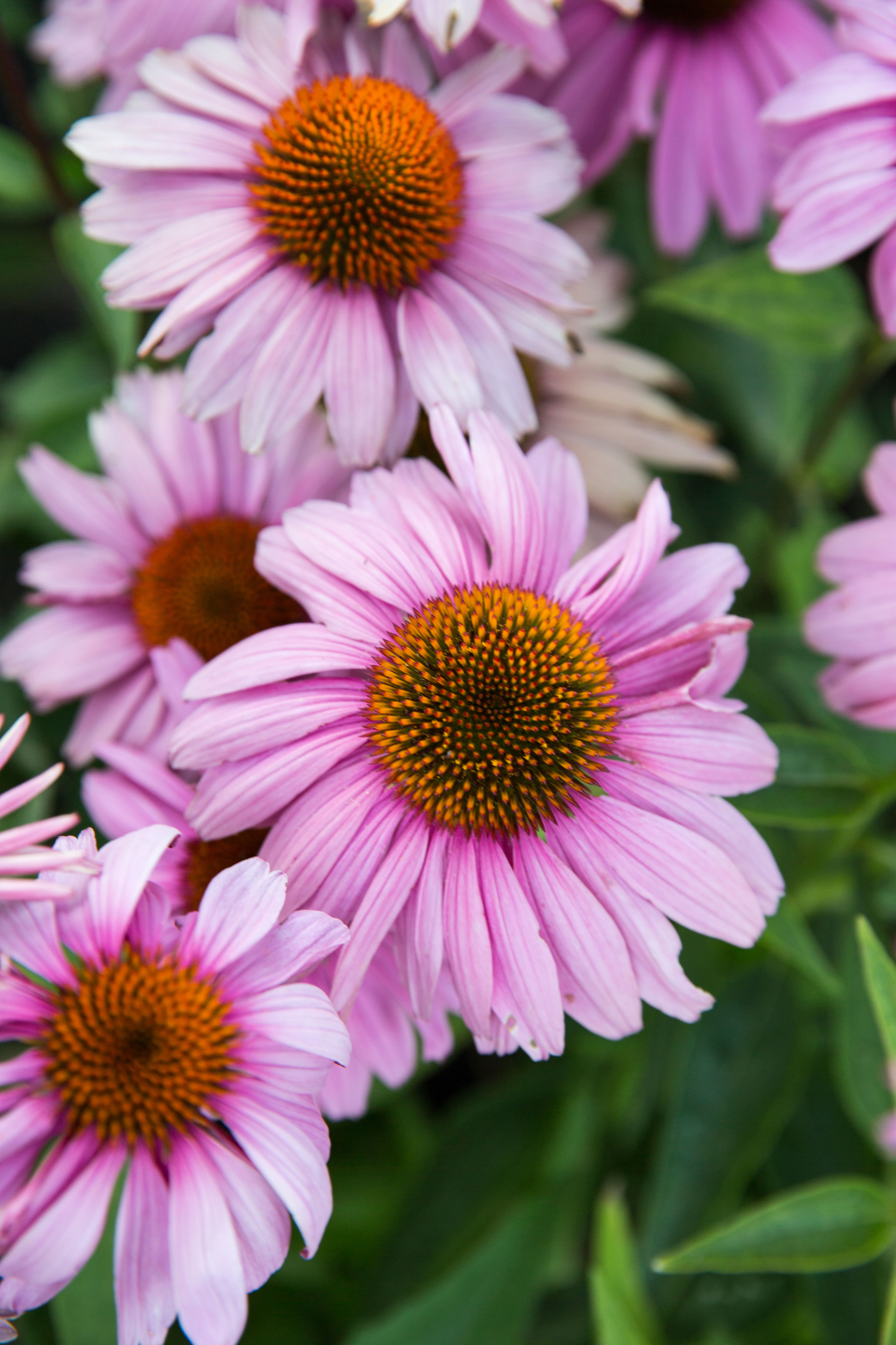 crazy-for-coneflower