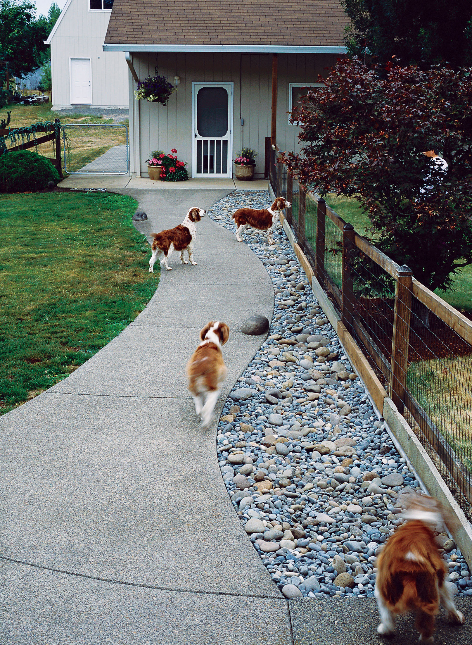 Q&A: More Help for Dog-Friendly Gardens