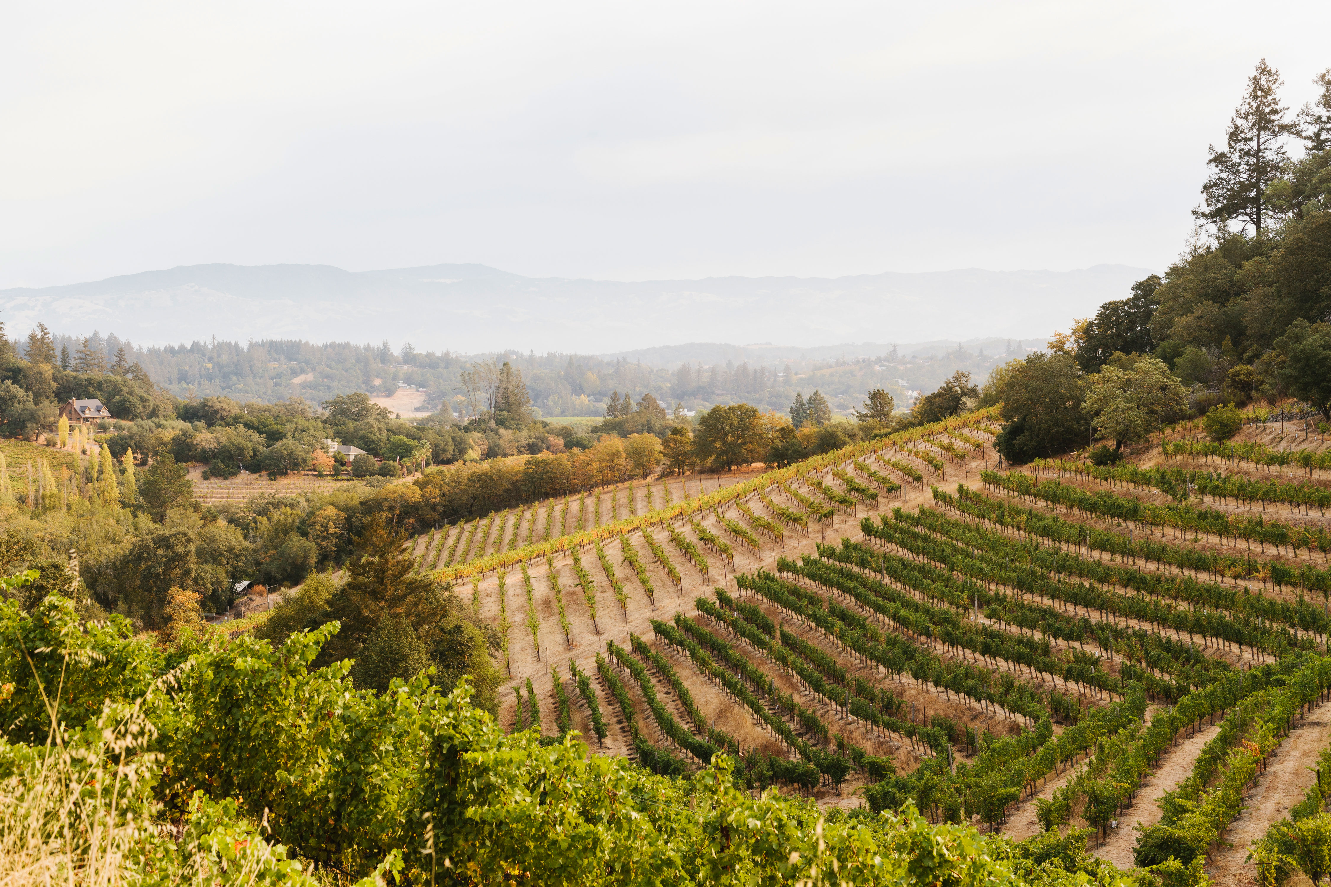 Drinking up the Dry Creek Valley