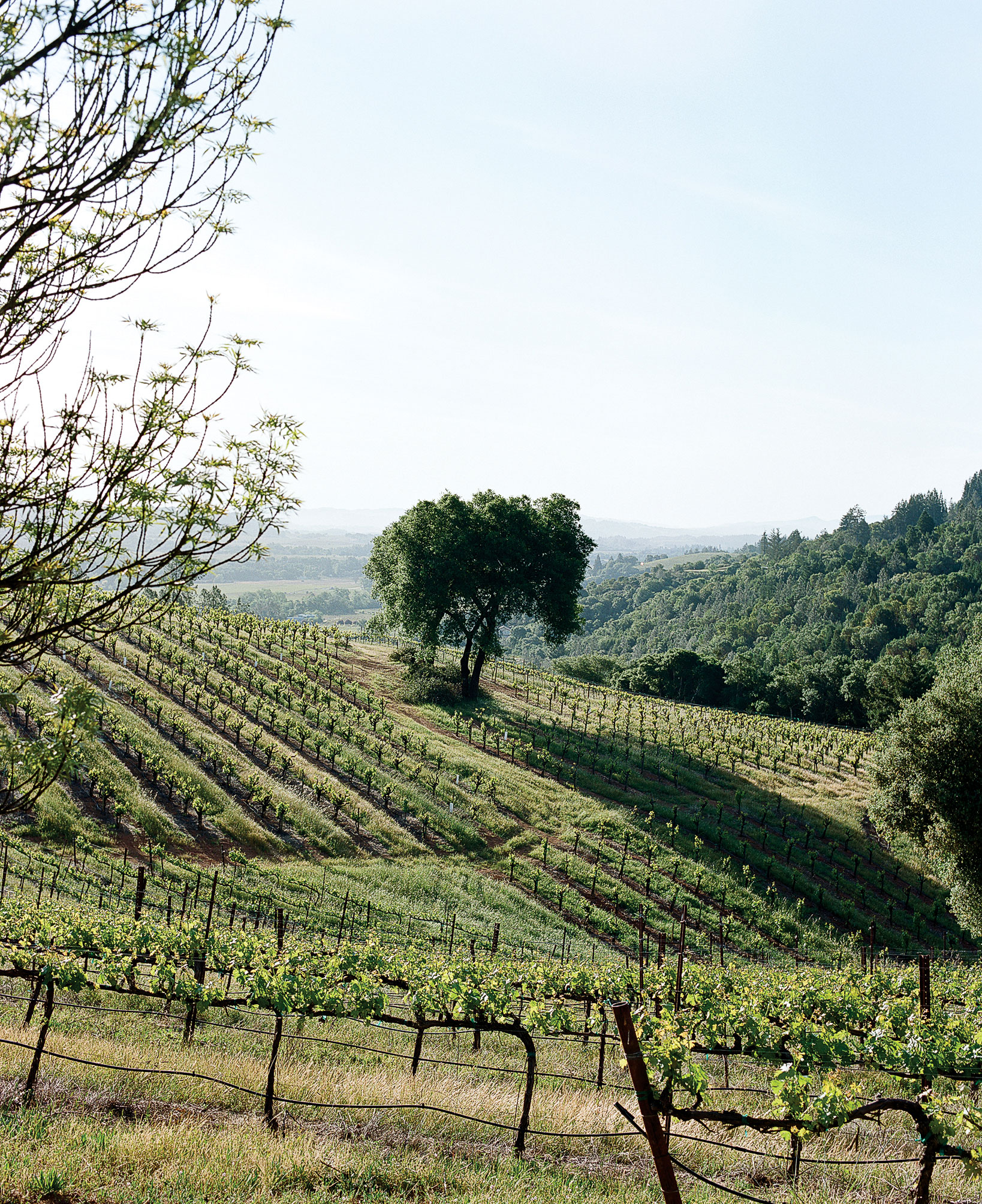 Wine Country Daytrips