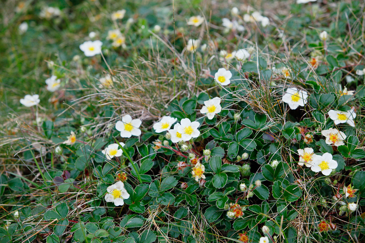 beach-strawberry-fragaria-chiloensis